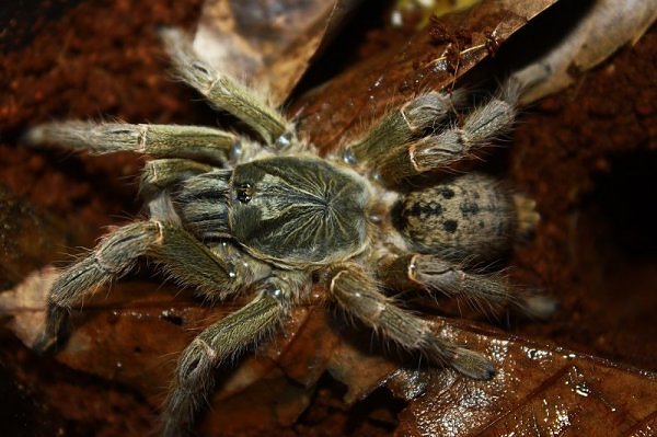 Pterinochilus lugardi – ptasznik