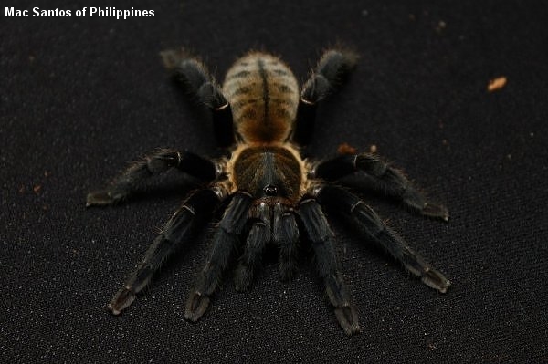 Ornithoctonus aureotibialis – ptasznik