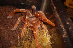 Pelinobius muticus – ptasznik