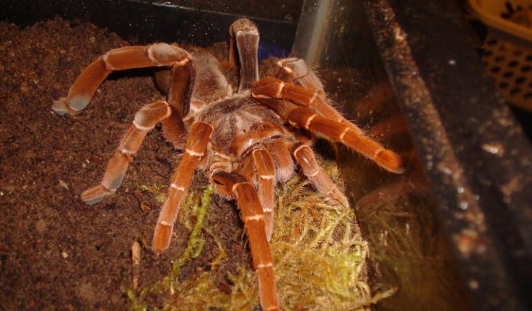 Pelinobius muticus – ptasznik
