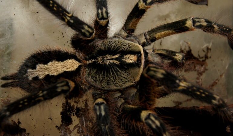 Poecilotheria ornata – ptasznik