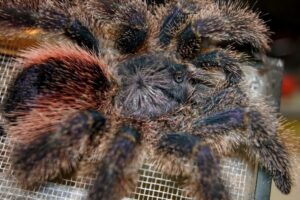 Avicularia sp. Peru purple – ptasznik