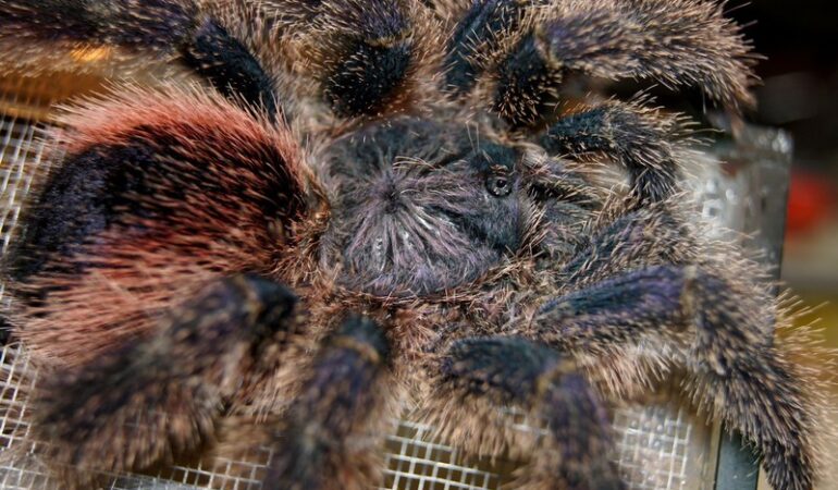 Avicularia sp. Peru purple – ptasznik