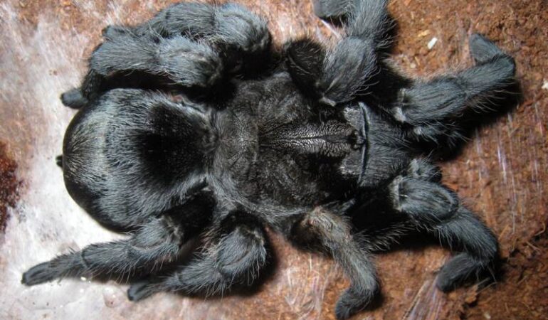 Grammostola pulchra – ptasznik
