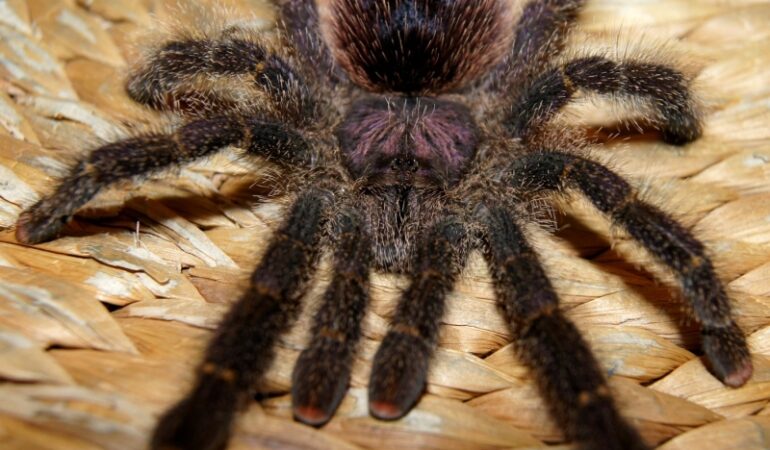 Avicularia bicegoi – ptasznik