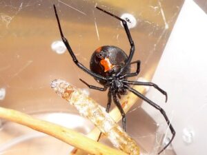 Latrodectus hasselti