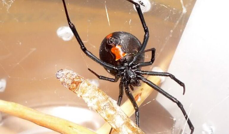 Latrodectus hasselti