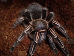 Aphonopelma seemanni – ptasznik
