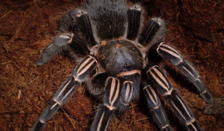 Aphonopelma seemanni – ptasznik