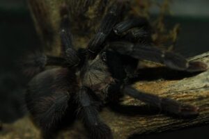 Tapinauchenius subcaeruleus – ptasznik