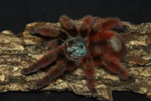 Caribena versicolor – ptasznik