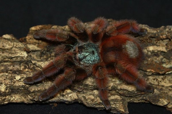 Caribena versicolor – ptasznik