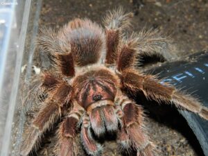 Phormictopus atrichomatus – ptasznik