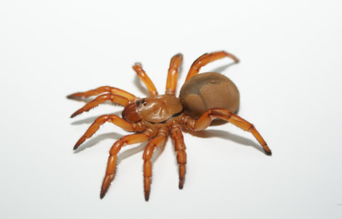 Ctenolophus sp. 'Red’