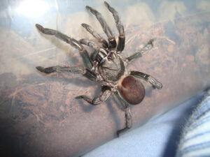 Cyphonisia sp. 'Barychelidae’