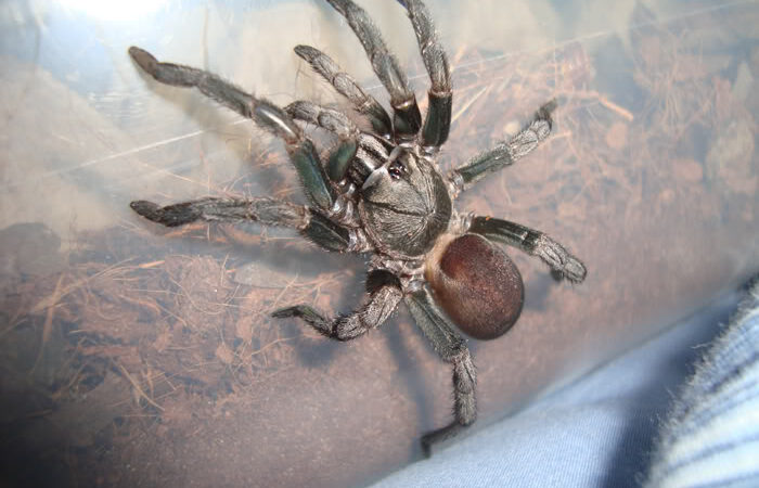 Cyphonisia sp. 'Barychelidae’