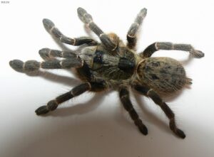 Ceratogyrus darlingi – ptasznik