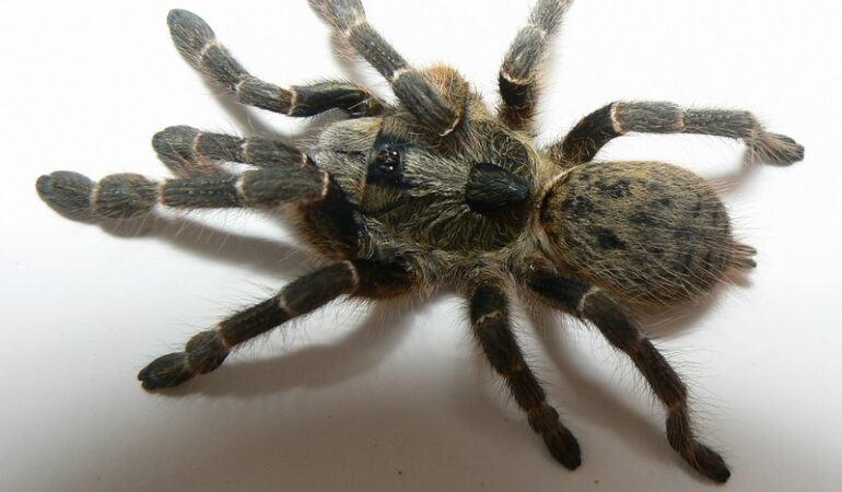 Ceratogyrus darlingi – ptasznik