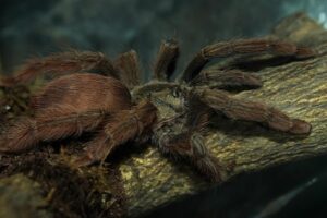 Tapinauchenius elenae – ptasznik