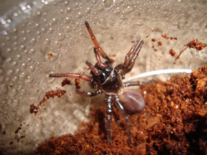 Ancylotrypa sp. Redfront