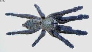 Lampropelma violaceopes – ptasznik