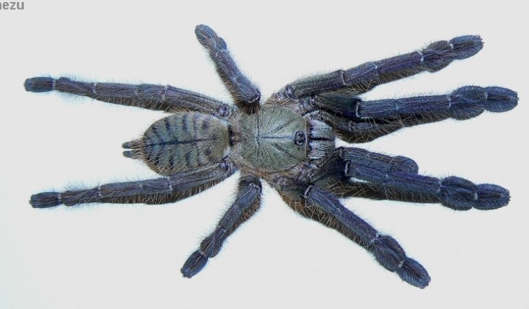 Lampropelma violaceopes – ptasznik