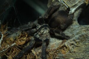 Tapinauchenius latipes – ptasznik