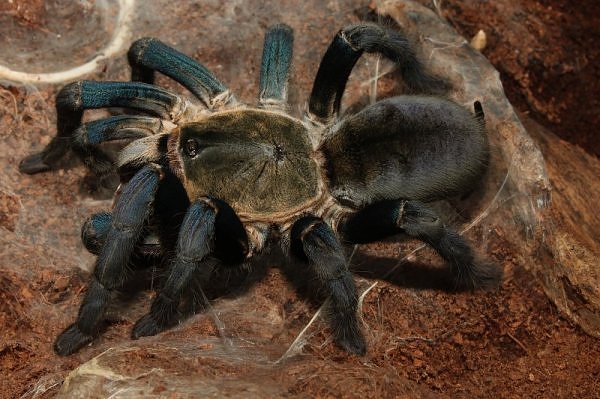 Haplopelma lividum – ptasznik