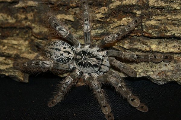Heteroscodra maculata – ptasznik
