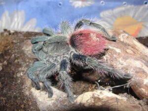 Thrixopelma ockerti – ptasznik