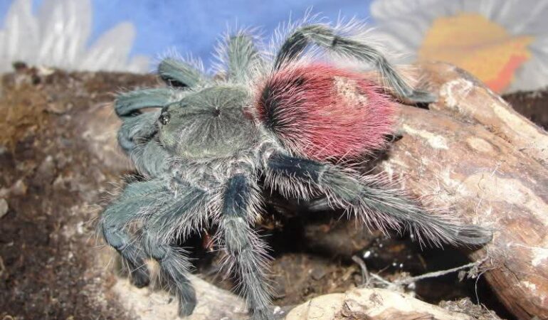 Thrixopelma ockerti – ptasznik