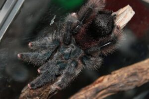 Avicularia avicularia – ptasznik