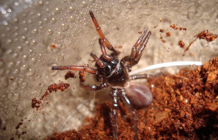 Ancylotrypa sp. Redfront