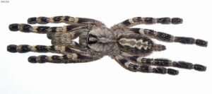 Poecilotheria pederseni – ptasznik