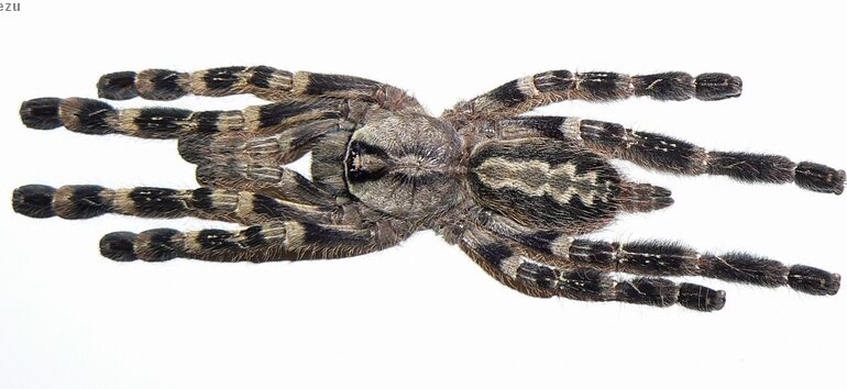 Poecilotheria pederseni – ptasznik
