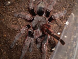Thrixopelma pruriens – ptasznik