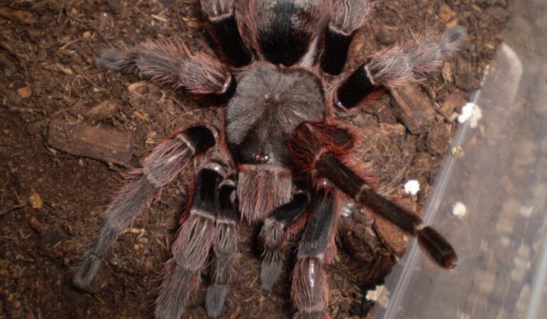 Thrixopelma pruriens – ptasznik