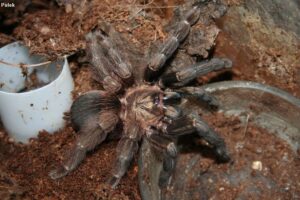 Psalmopoeus reduncus – ptasznik