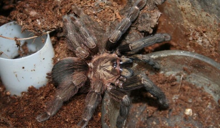 Psalmopoeus reduncus – ptasznik