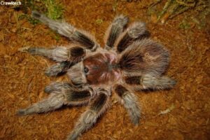Grammostola rosea – ptasznik