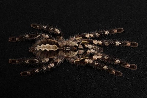 Poecilotheria regalis – ptasznik