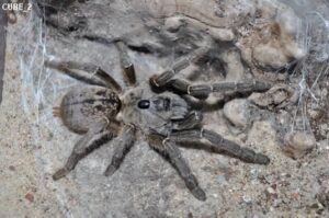 Ceratogyrus sanderi – ptasznik