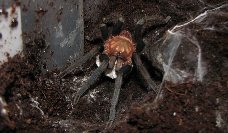 Holothele sp. 'Norte de Santander’ – ptasznik