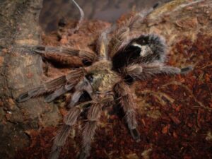 Paraphysa parvula – ptasznik