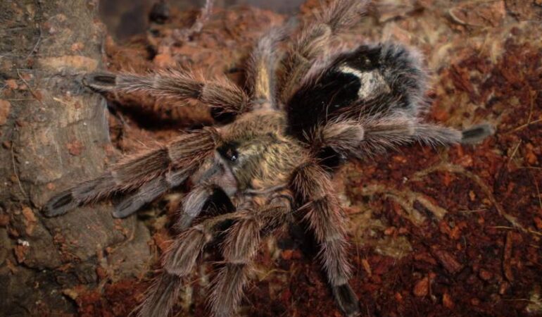 Paraphysa parvula – ptasznik