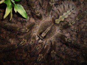 Poecilotheria rufilata – ptasznik