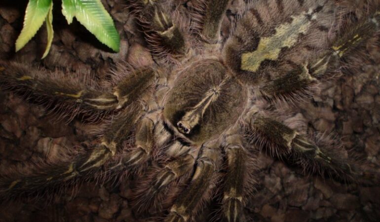 Poecilotheria rufilata – ptasznik