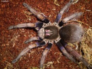 Pamphobeteus ultramarinus – ptasznik