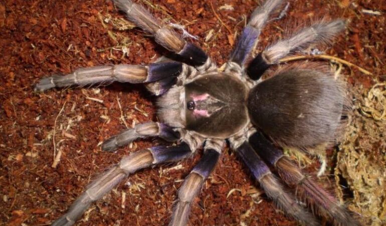 Pamphobeteus ultramarinus – ptasznik