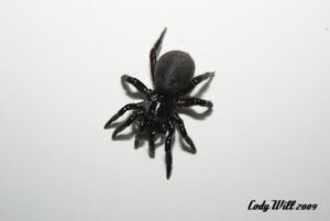 Ummidia sp.